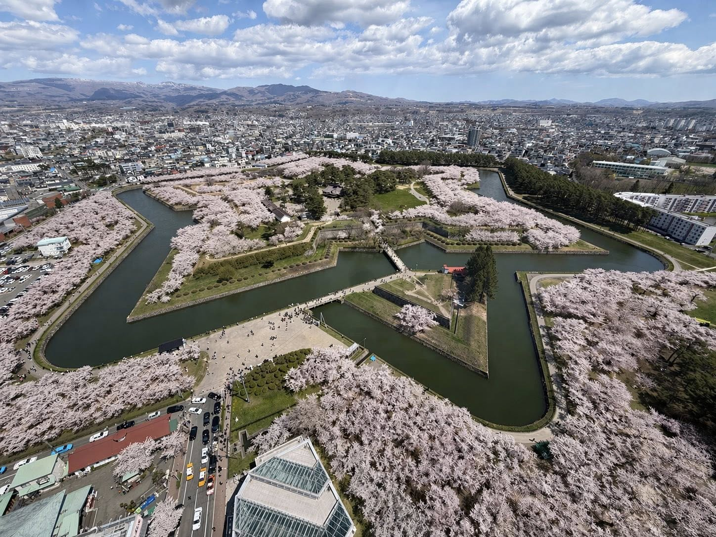 日本東北+南北海道賞花自由行攻略:櫻花、粉蝶花、紫藤花與非自駕交通心得|2026 櫻花季實戰紀錄