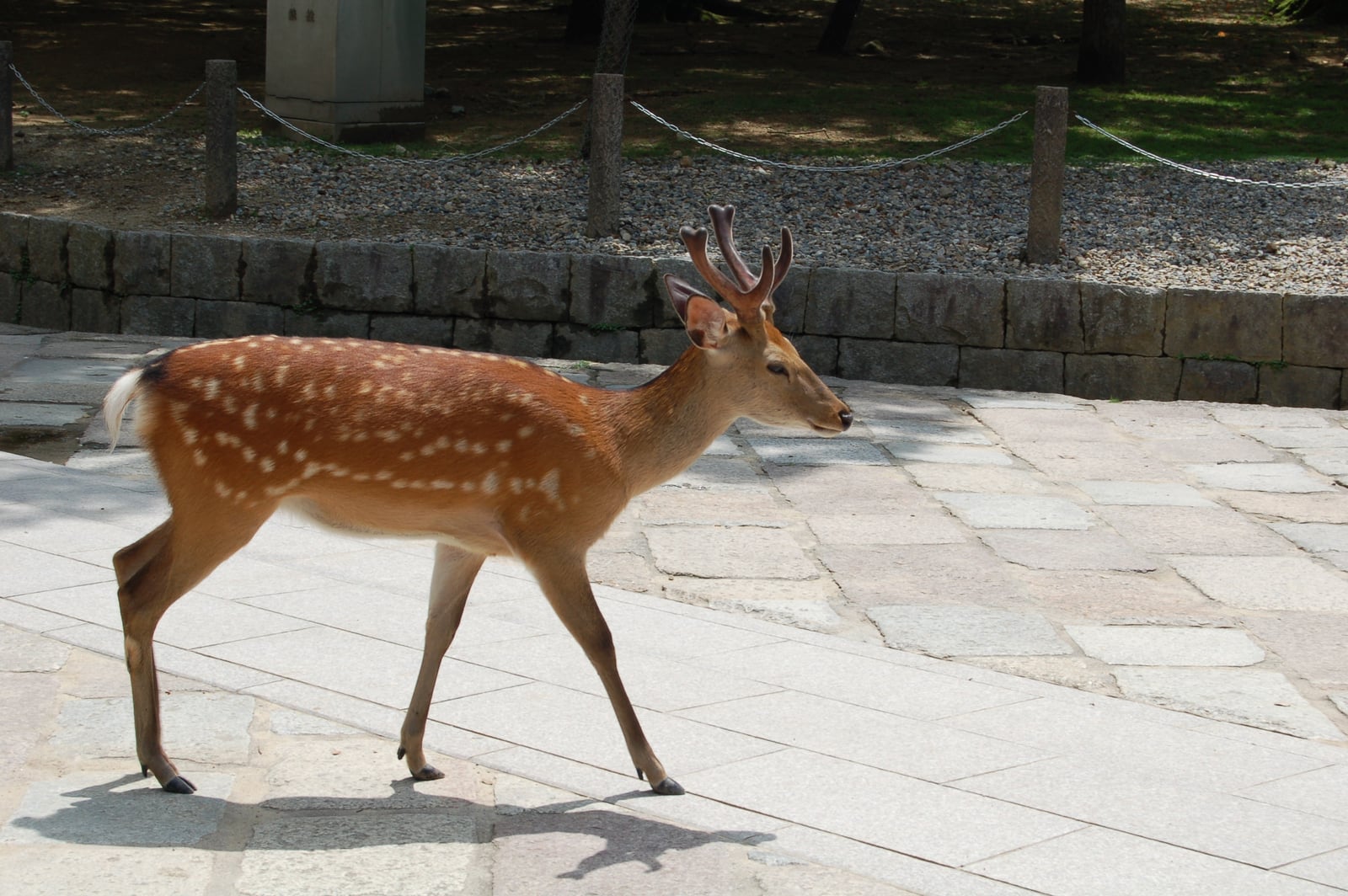 奈良公園散步的梅花鹿｜2006/07 京都/大阪/神戶