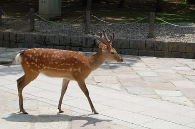 奈良公園散步的梅花鹿｜2006/07 京都/大阪/神戶