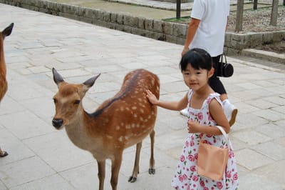 奈良公園裡與小鹿的親密接觸
