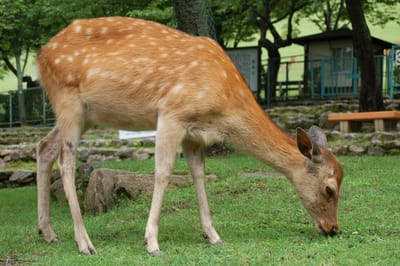 奈良公園中低頭吃草的梅花鹿