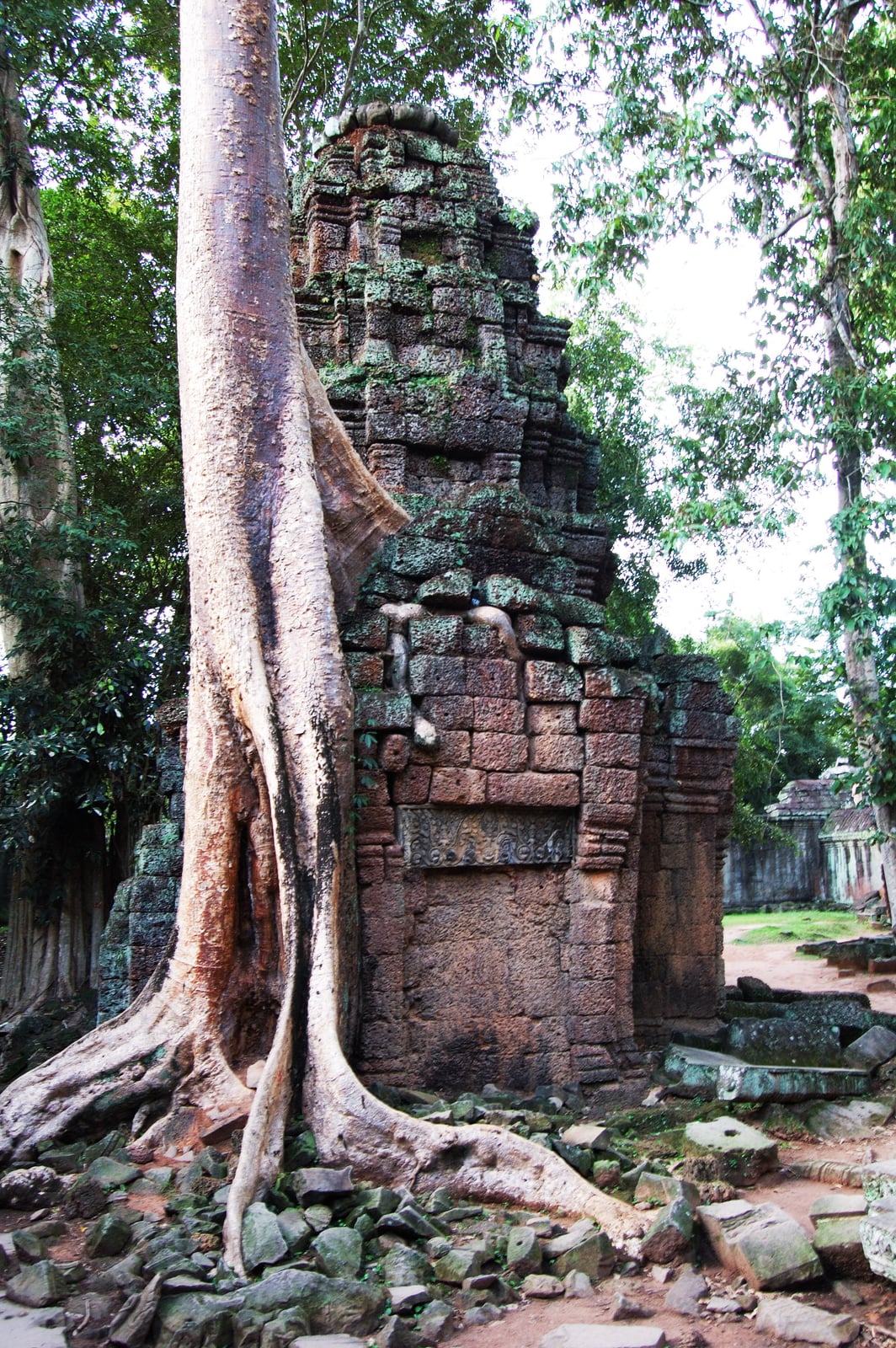 巨木盤根交錯的古老石造寺廟遺跡｜2007/06 柬埔寨