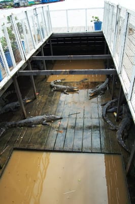 洞里薩湖水上養殖場內的鱷魚欄舍｜2007/06 柬埔寨