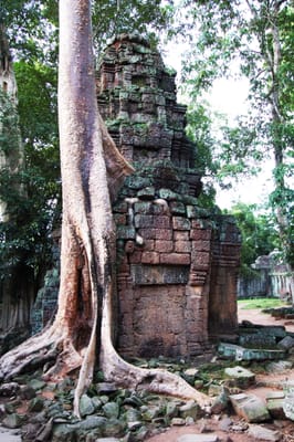 巨木盤根交錯的古老石造寺廟遺跡