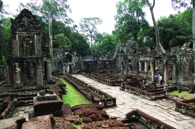 古老寺廟遺跡與巨大樹木交織的奇特景觀