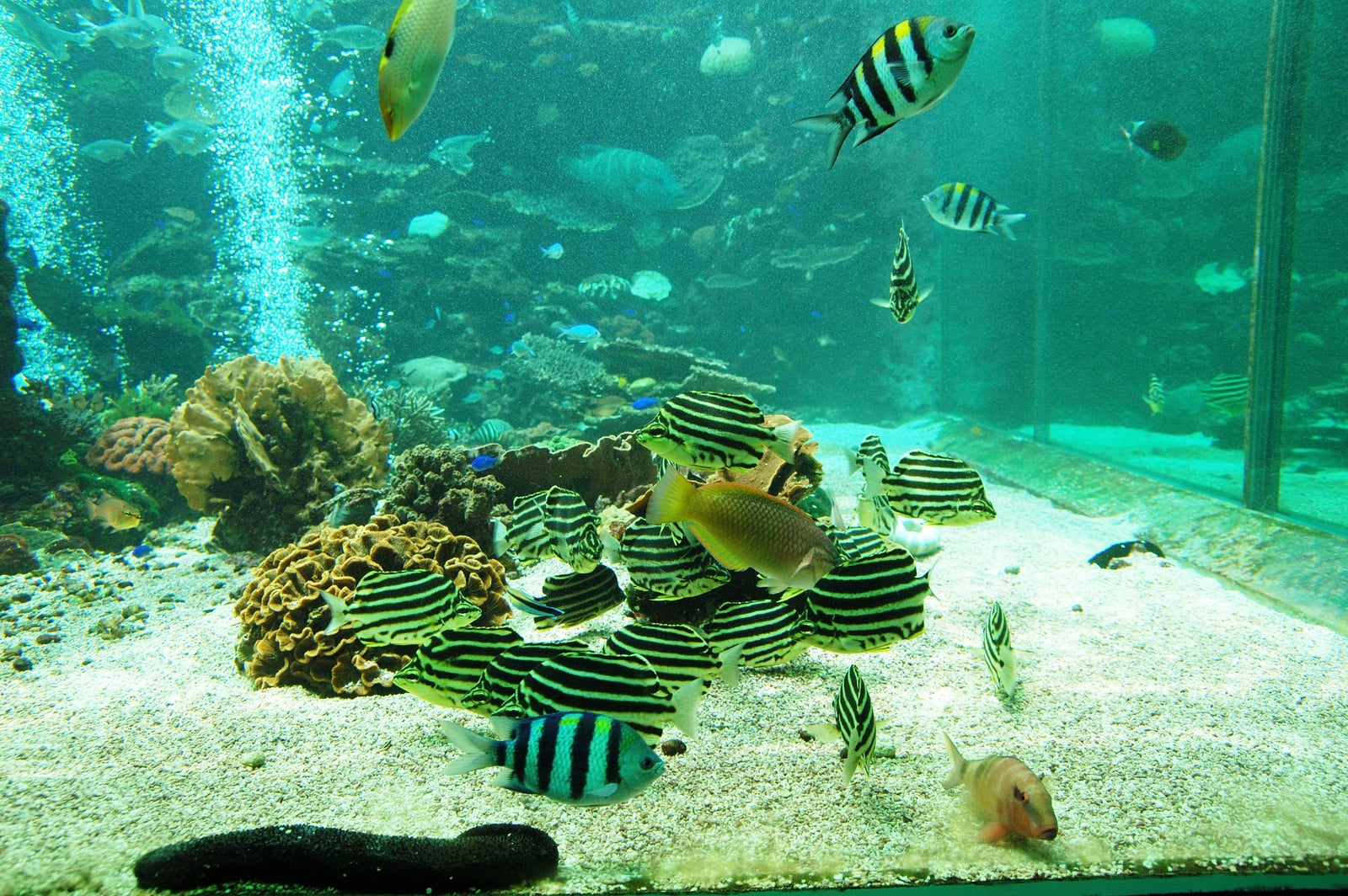 串本海中公園的熱帶魚群與珊瑚礁生態｜2008/05 紀州半島/京阪