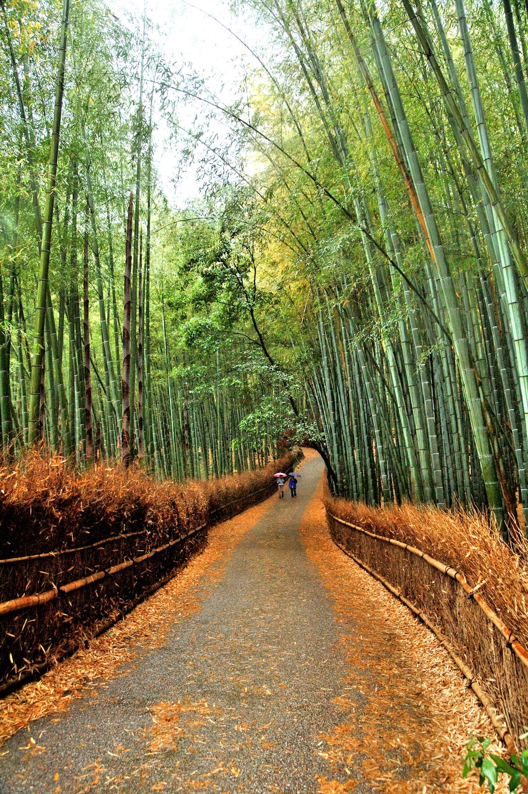 嵐山竹林小徑的靜謐綠意｜2008/05 紀州半島/京阪
