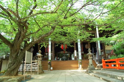 紀三井寺本堂前的翠綠樹蔭