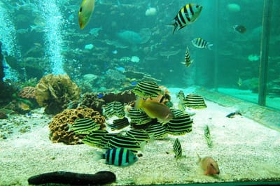 串本海中公園的熱帶魚群與珊瑚礁生態