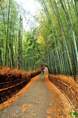 嵐山竹林小徑的靜謐綠意
