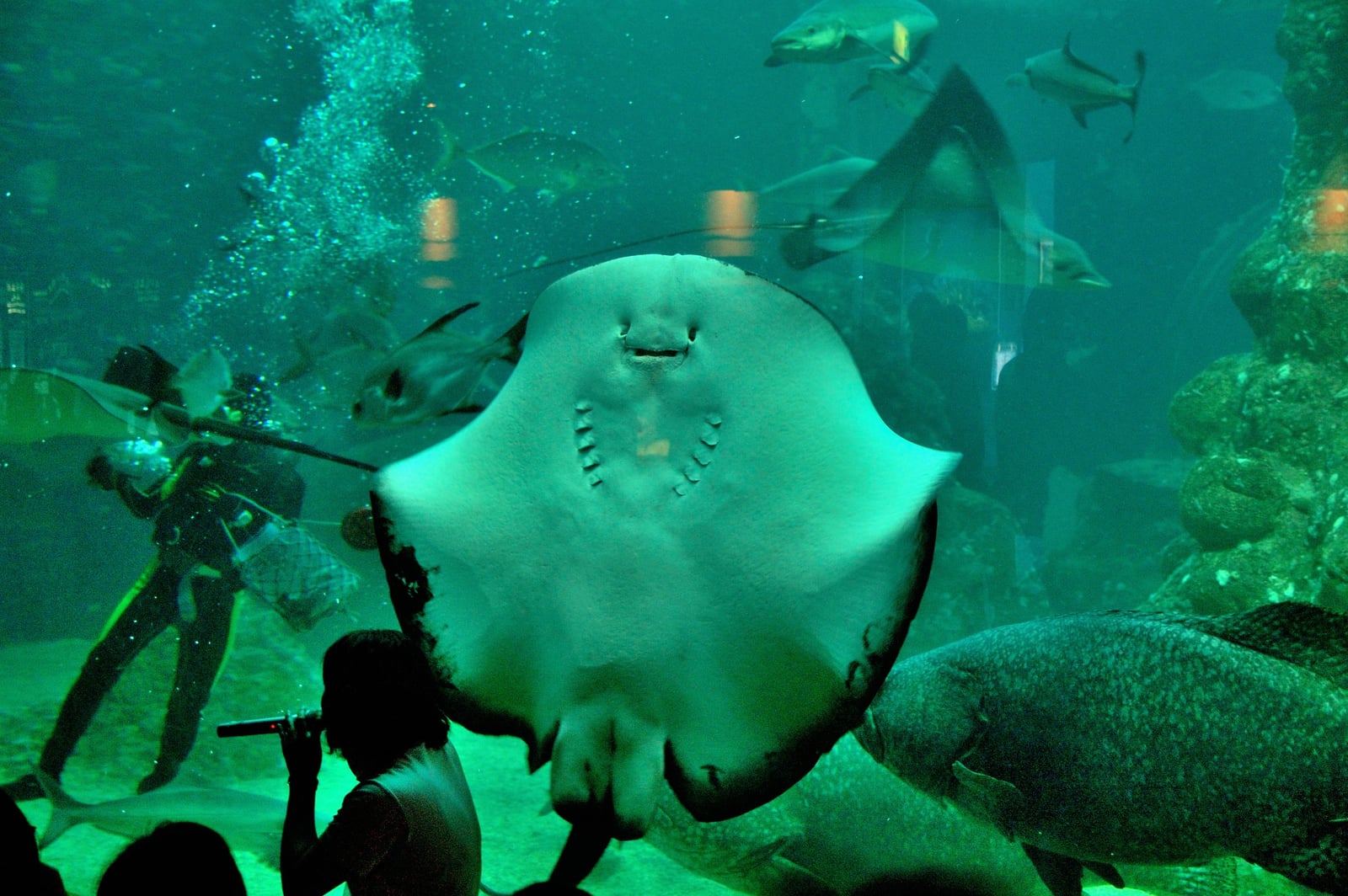 大型魟魚正面游向水族館觀景窗｜2009-2012 國內離島
