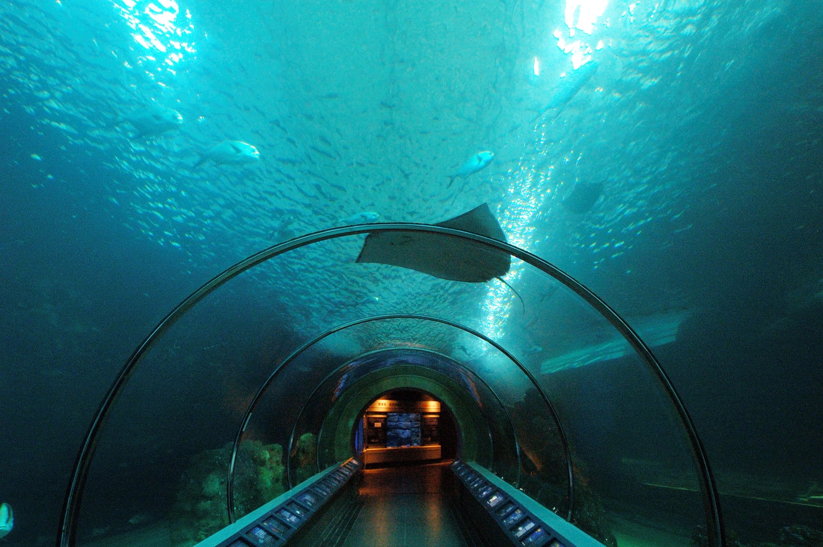 湛藍水下海底隧道與悠遊魟魚｜2009-2012 國內離島