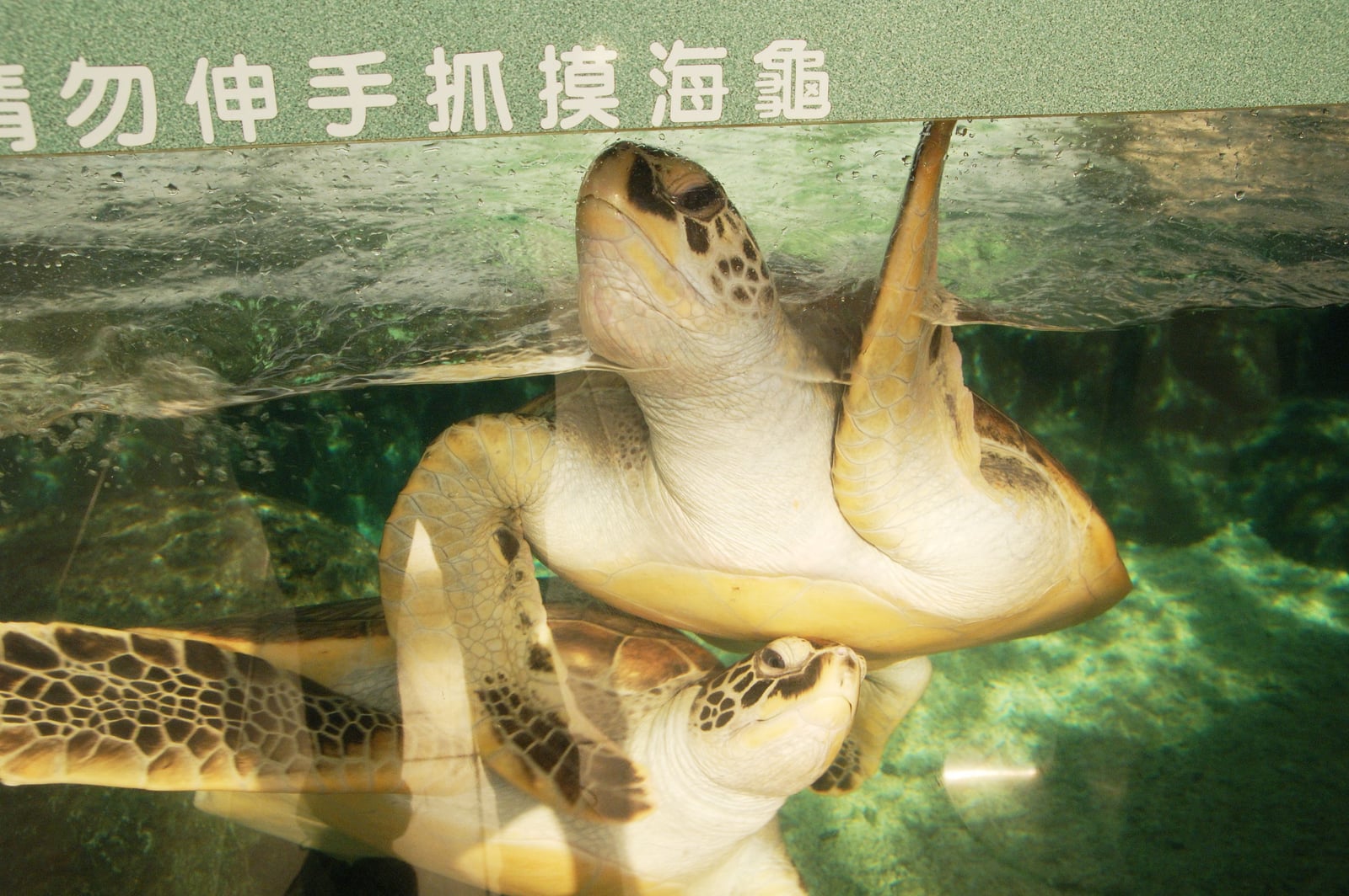 探出水面的海龜與上方告示牌｜2009-2012 國內離島