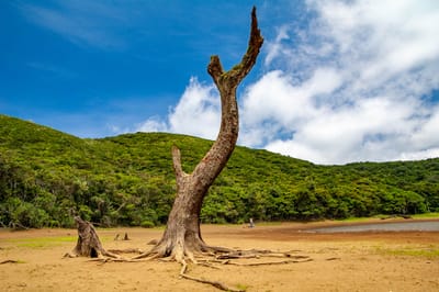 紅頭山枯樹奇景與蔚藍晴空
