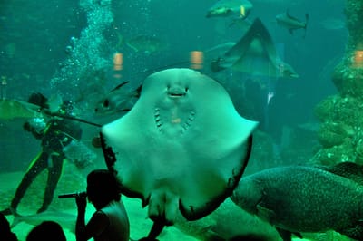 大型魟魚正面游向水族館觀景窗