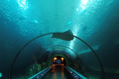 湛藍水下海底隧道與悠遊魟魚｜2009-2012 國內離島