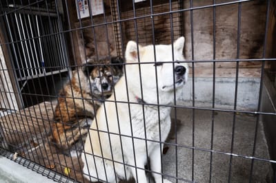 田澤湖畔靜候的秋田犬身影