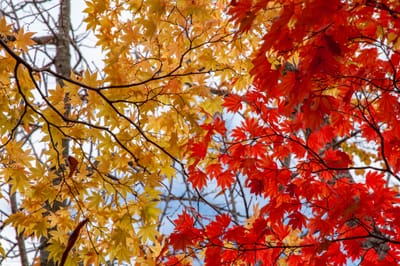 十和田湖畔交織的紅黃楓葉