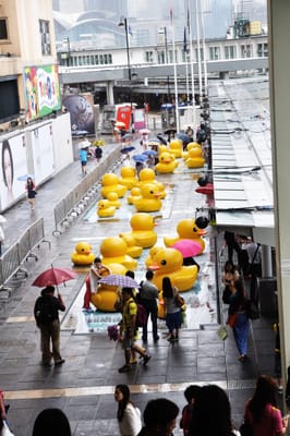 雨中街頭的巨大黃色小鴨裝置藝術｜2013-2015 香港