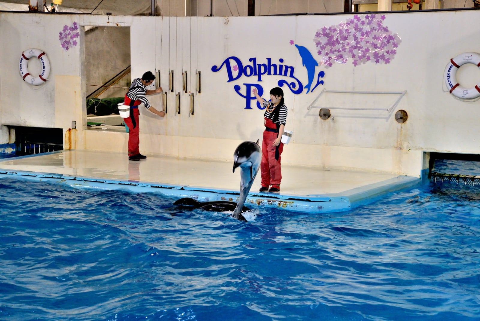 登別尼克斯海洋公園的海豚表演時刻｜2015/03 北海道