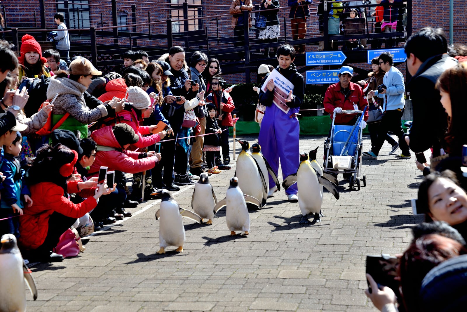 登別尼克斯海洋公園的企鵝遊行｜2015/03 北海道