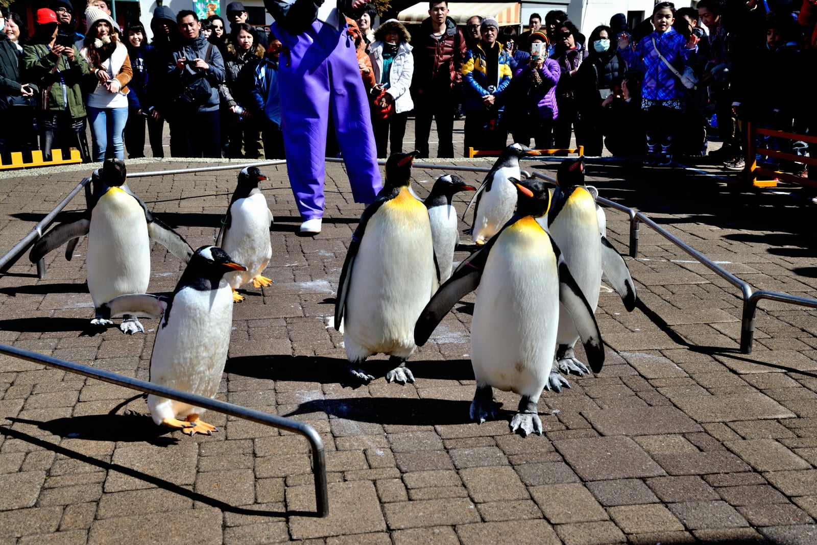 登別尼克斯海洋公園的企鵝遊行｜2015/03 北海道