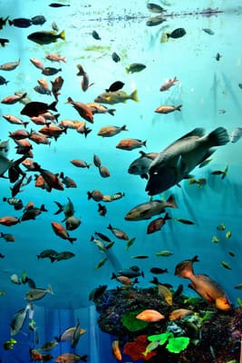 登別尼克斯海洋公園的熱帶魚群｜2015/03 北海道