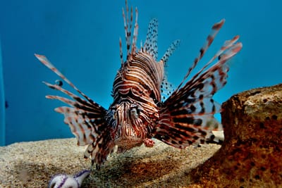 登別尼克斯海洋公園的華麗獅子魚