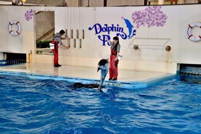 登別尼克斯海洋公園的海豚表演時刻｜2015/03 北海道
