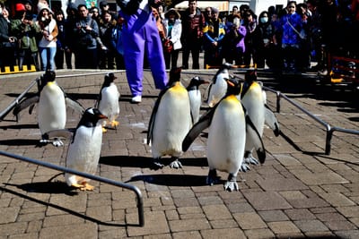 登別尼克斯海洋公園的企鵝遊行