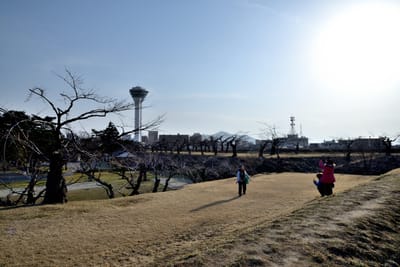 五稜郭塔下的春日暖陽與枯枝｜2015/03 北海道