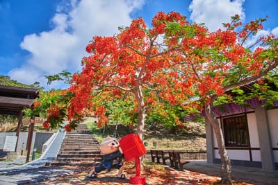 鳳凰木紅花綻放下的四重溪溫泉公園