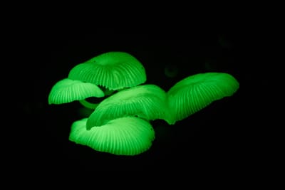 夜色中散發螢光的野生蕈菇