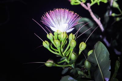 夜色中綻放的白花與細長花絲