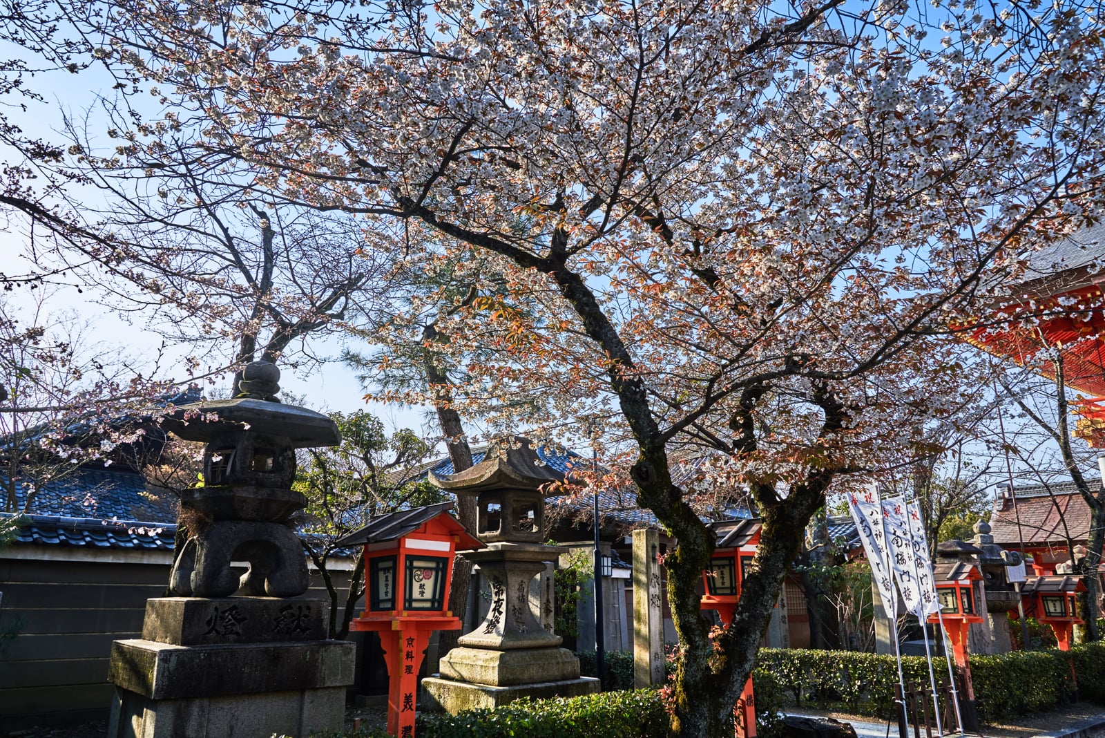 八坂神社本殿前的盛開櫻花與石燈籠｜2017/04 京都賞櫻