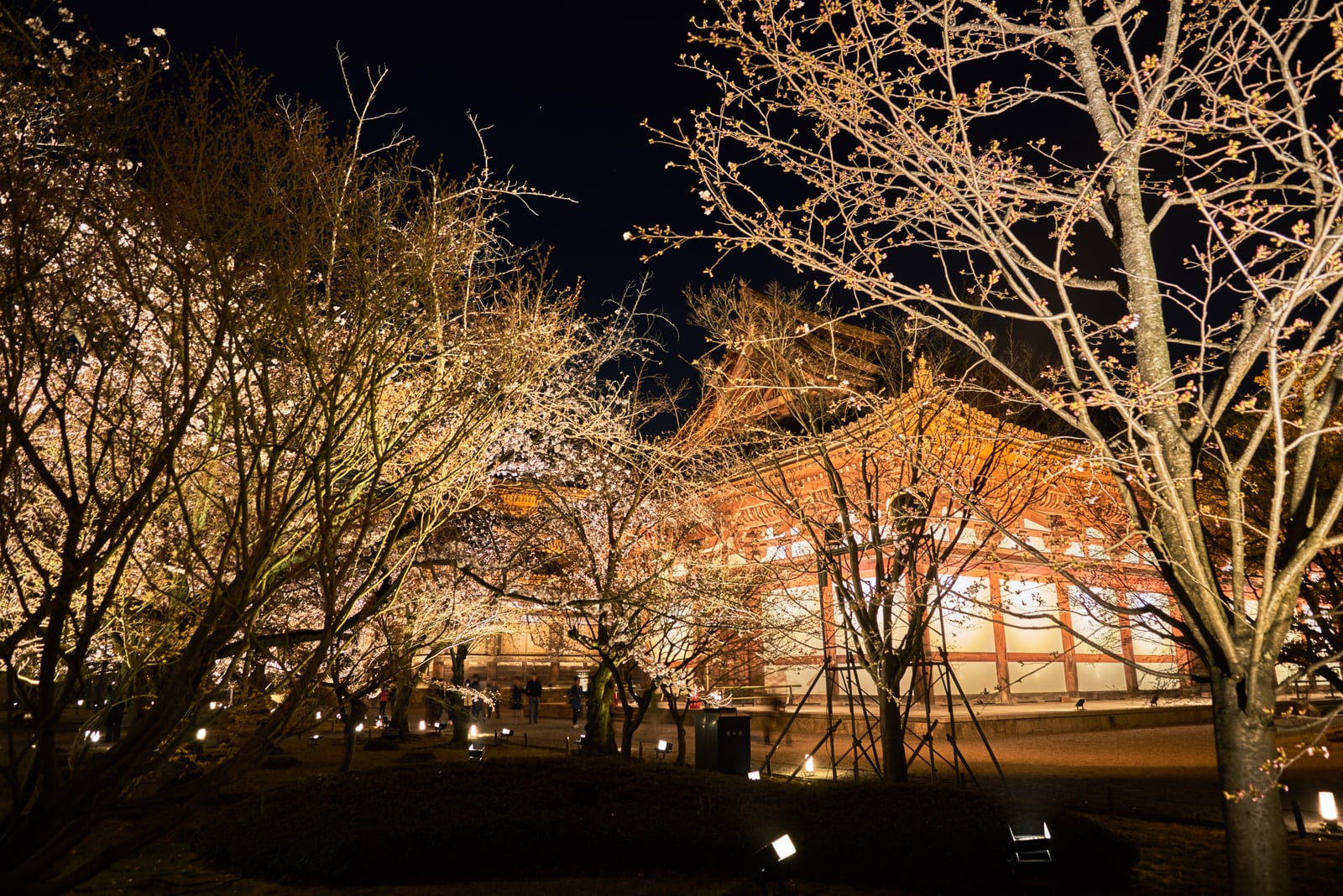 東寺夜櫻與古剎的璀璨光影｜2017/04 京都賞櫻