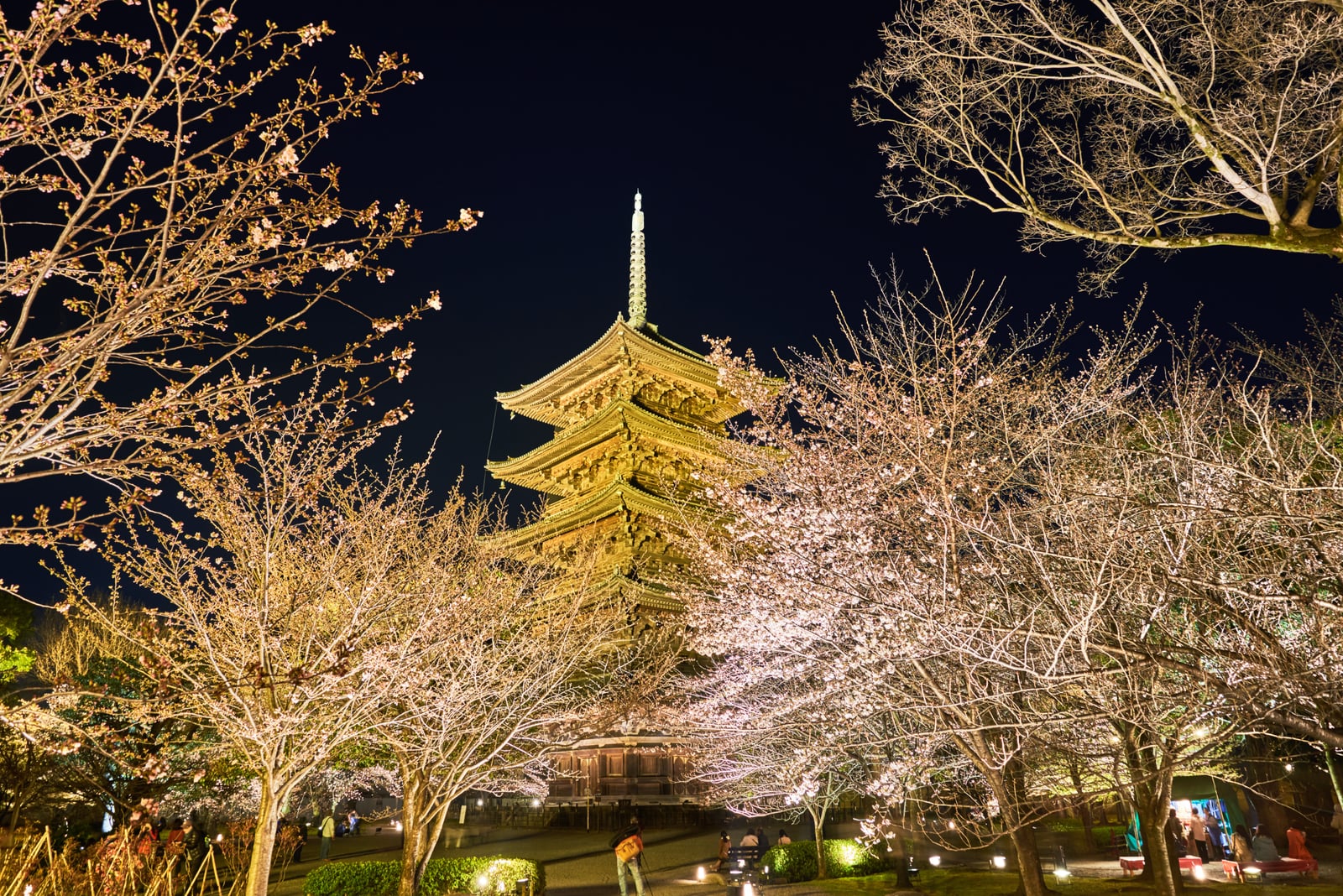 東寺五重塔的夜櫻盛景｜2017/04 京都賞櫻