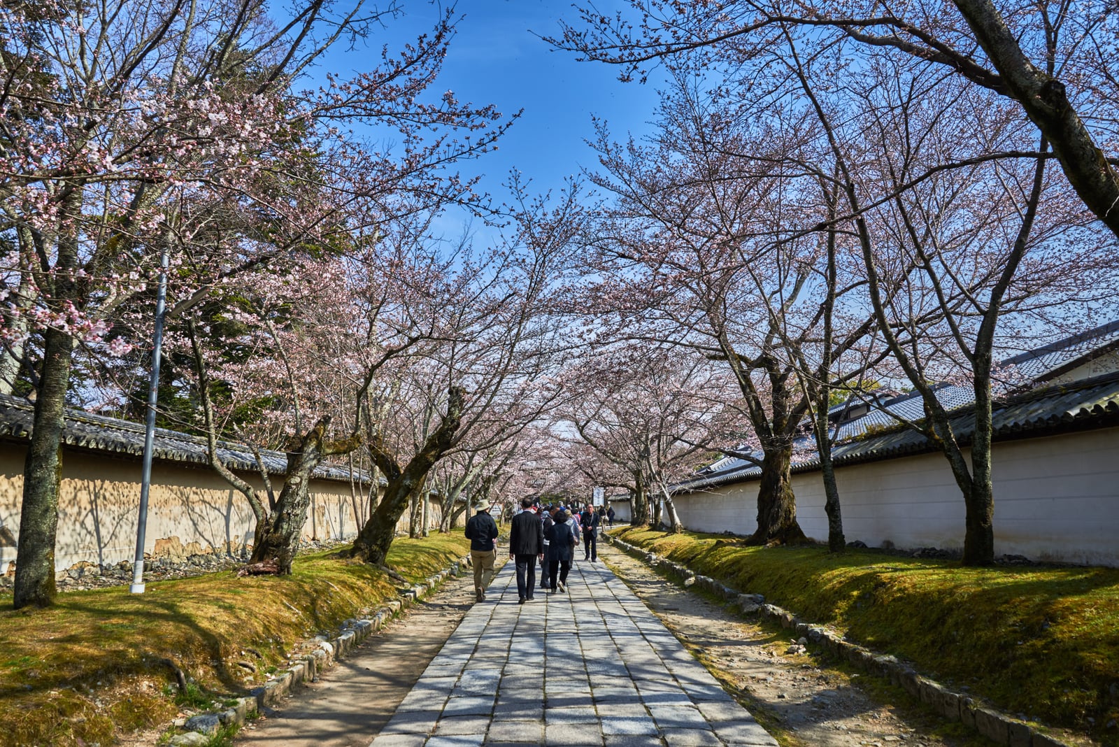 醍醐寺石板路上的春日櫻花隧道｜2017/04 京都賞櫻