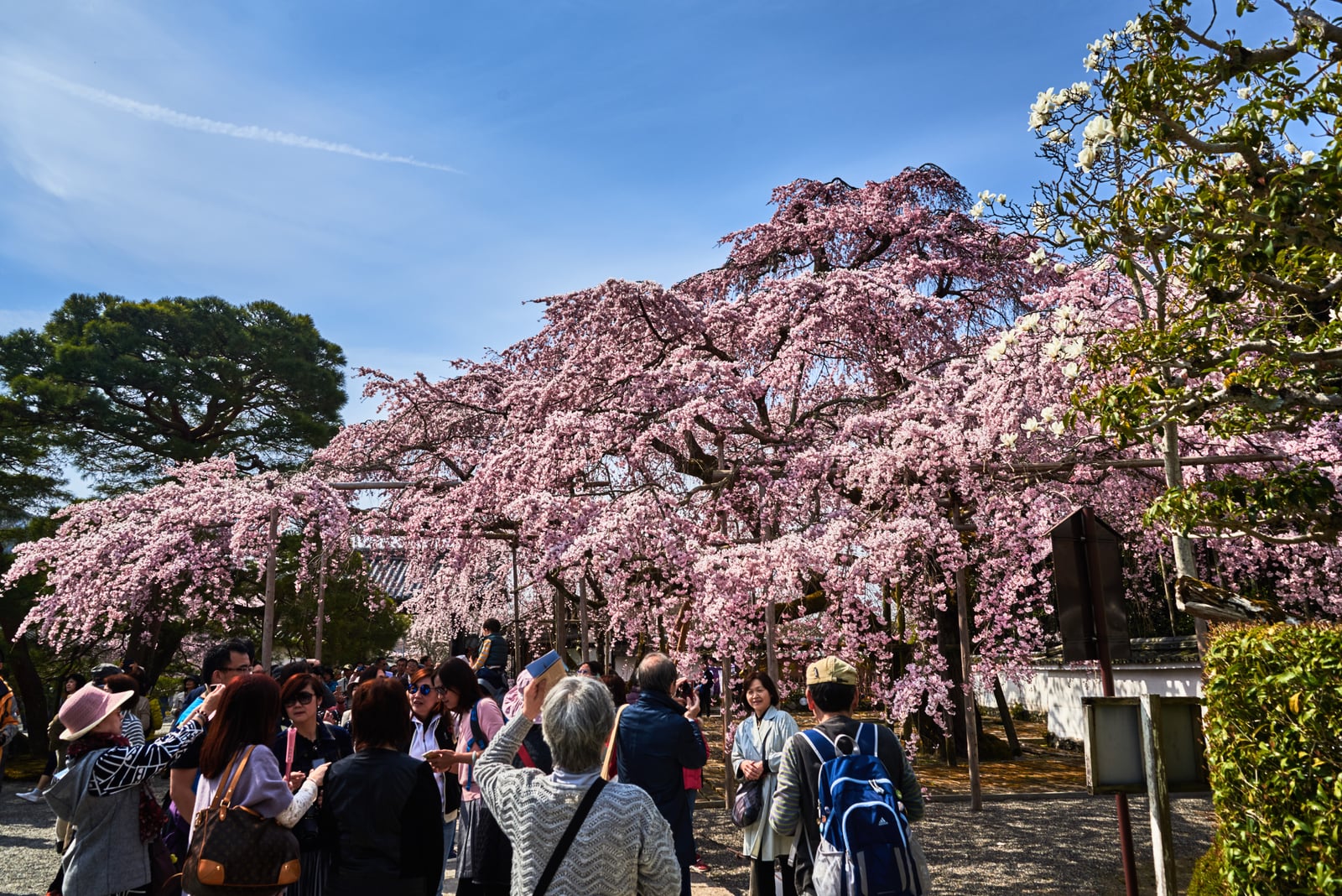 醍醐寺盛開的粉嫩垂櫻｜2017/04 京都賞櫻