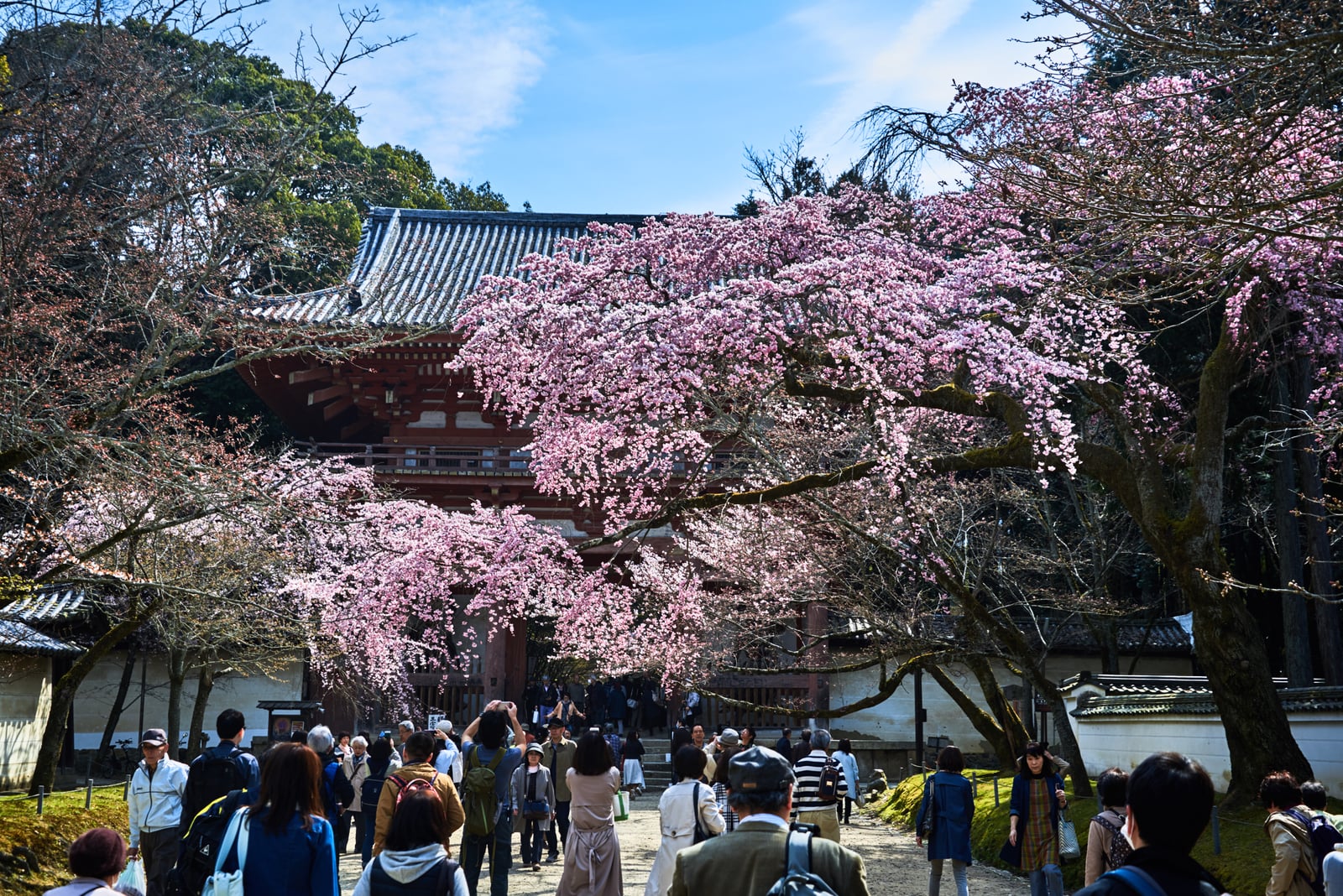 醍醐寺西大門前的盛開櫻花｜2017/04 京都賞櫻