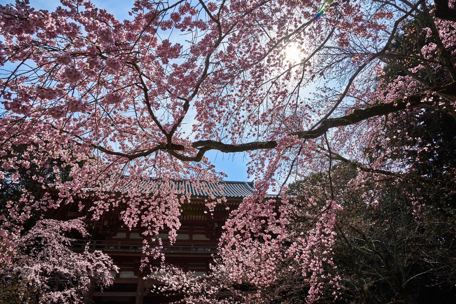 醍醐寺盛開櫻花下的古剎剪影｜2017/04 京都賞櫻