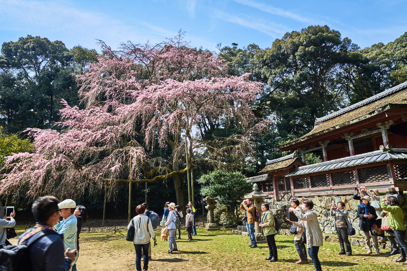 醍醐寺盛開的粉嫩枝垂櫻｜2017/04 京都賞櫻