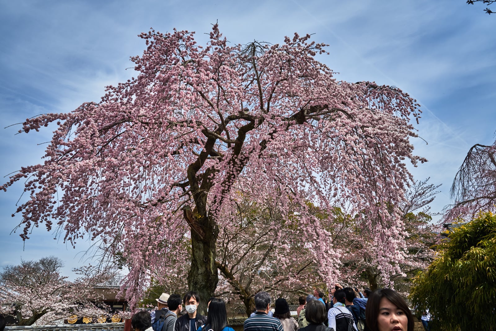 醍醐寺盛開的巨大粉紅枝垂櫻｜2017/04 京都賞櫻