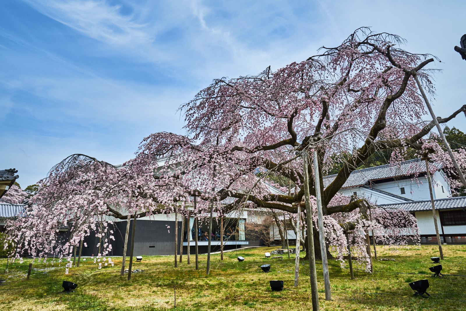 醍醐寺庭園中盛開的巨大垂櫻｜2017/04 京都賞櫻