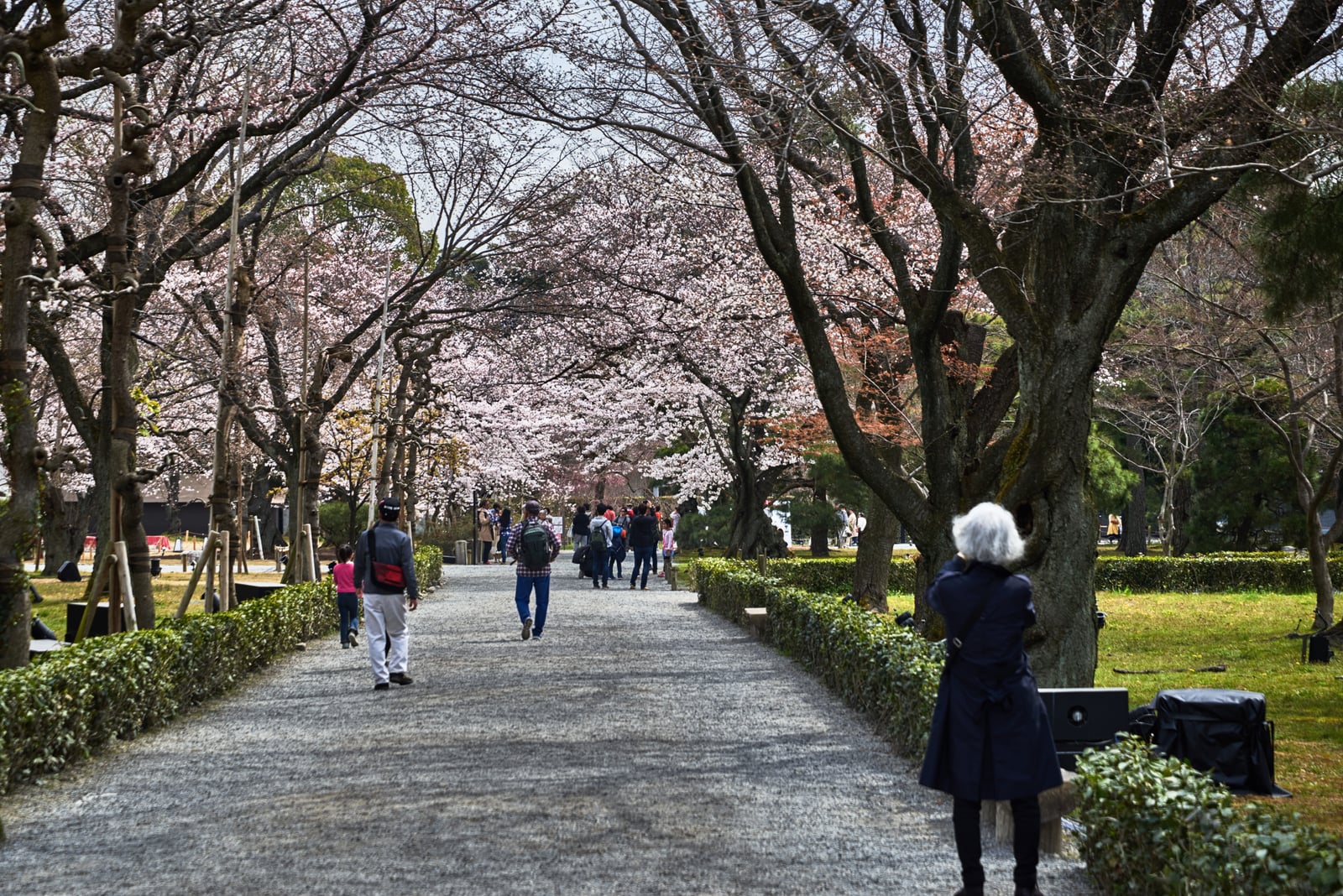 二條城內櫻花盛開的林蔭小徑｜2017/04 京都賞櫻