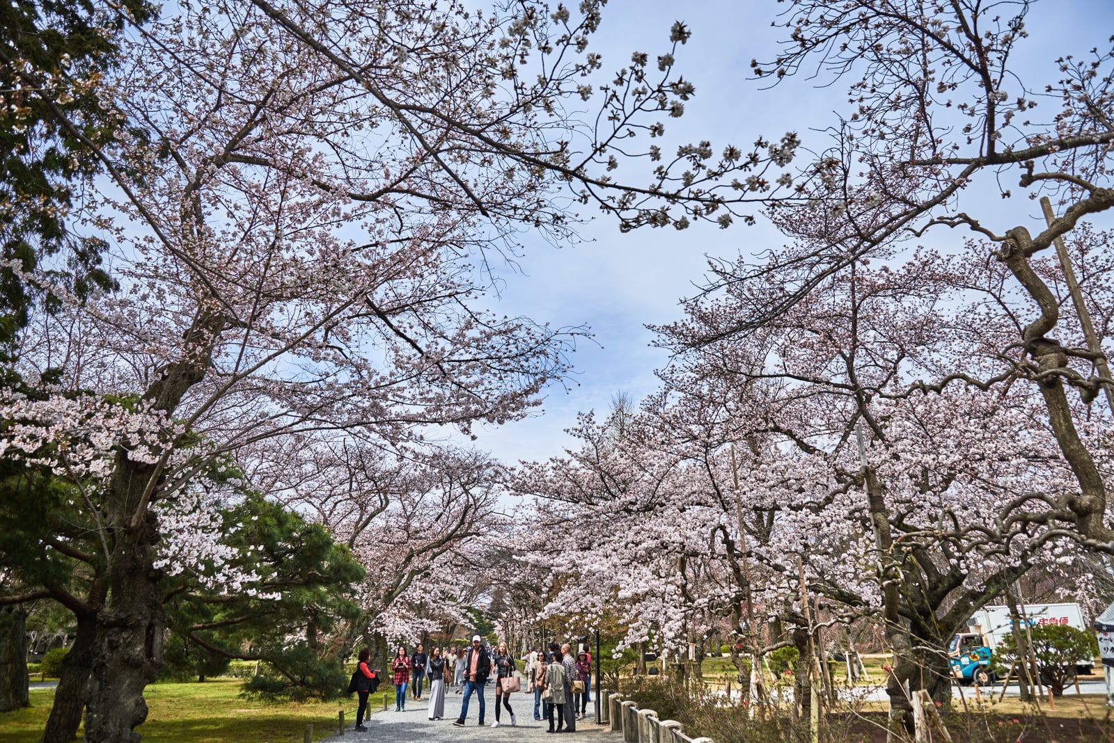 二條城內盛開的櫻花隧道｜2017/04 京都賞櫻