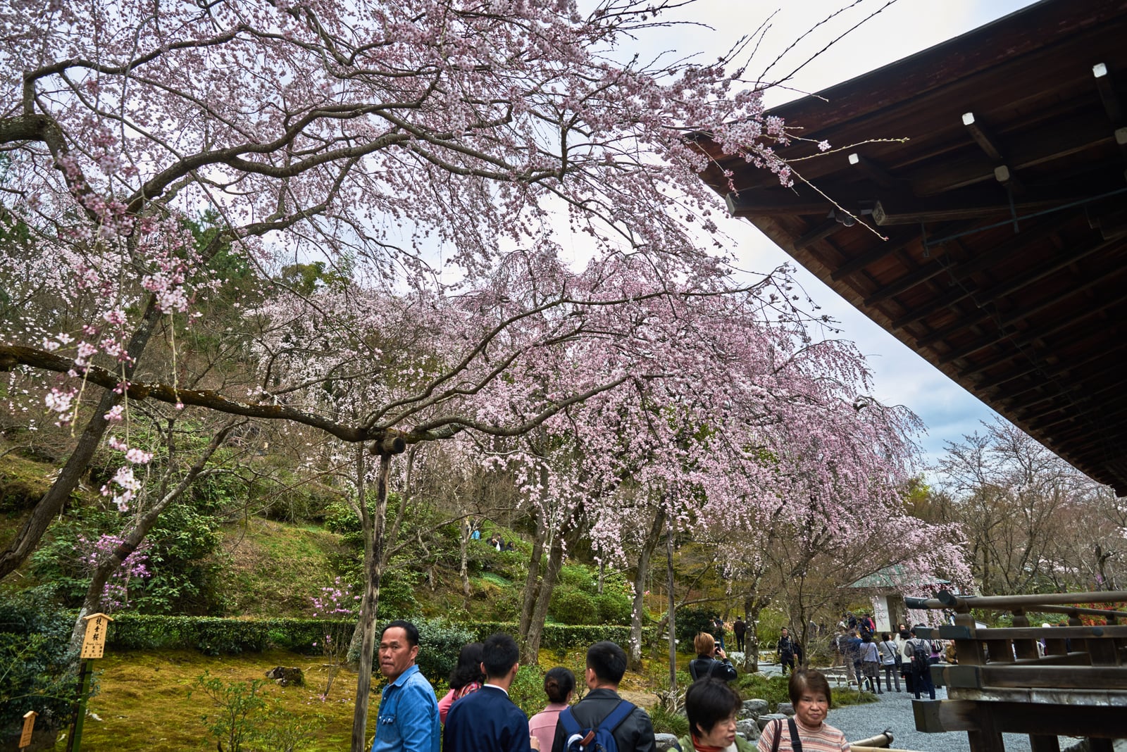 天龍寺庭園中盛開的粉嫩垂櫻｜2017/04 京都賞櫻