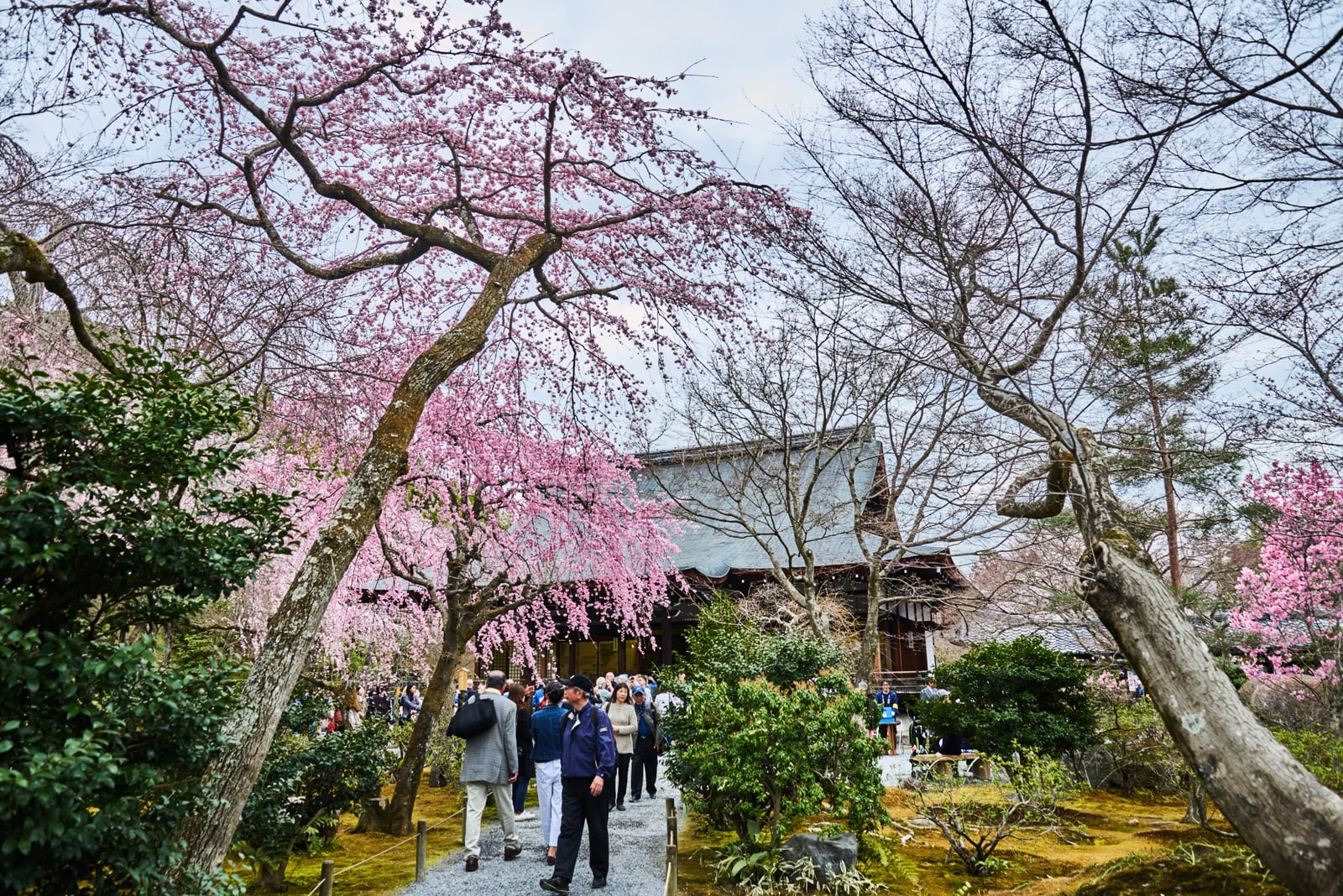 天龍寺庭園中盛開的粉嫩枝垂櫻｜2017/04 京都賞櫻