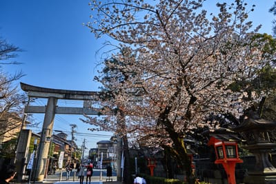 八坂神社鳥居前的盛開櫻花｜2017/04 京都賞櫻