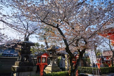 八坂神社本殿前的盛開櫻花與石燈籠｜2017/04 京都賞櫻